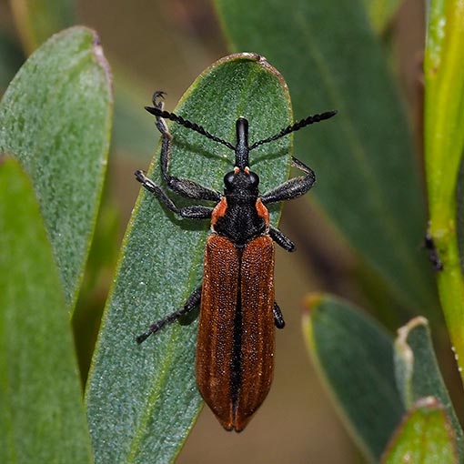 Rhinotia haemoptera, Belidae, Tasmania