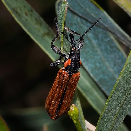 Rhinotia haemoptera, Belidae, Tasmania