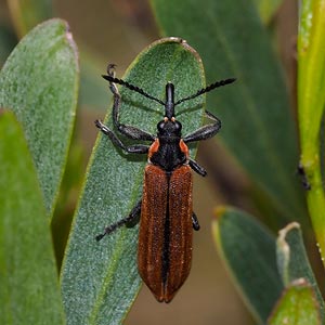 Rhinotia haemoptera