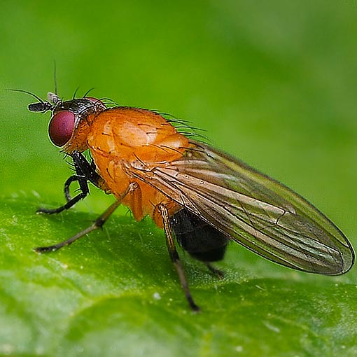 Sapromyza alboatra,<br />
Lauxaniidae, Tasmania