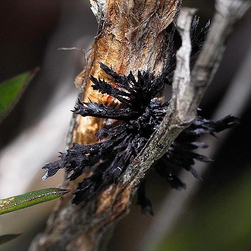 Septobasidium clelandii, fungi, Tasmania