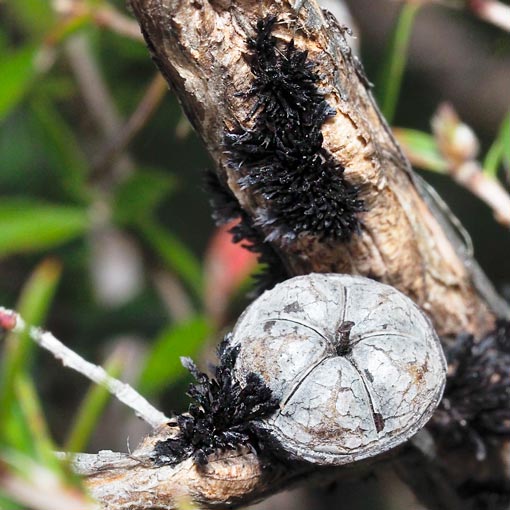 Septobasidium clelandii, fungi, Tasmania