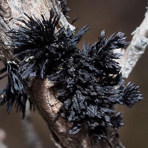 Septobasidium clelandii, fungi, Tasmania
