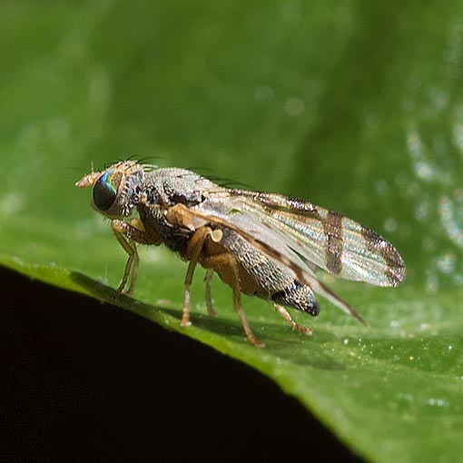 Sphenella ruficeps, Picture-winged fly, Tephritidae, Tasmania