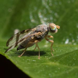 Sphenella ruficeps