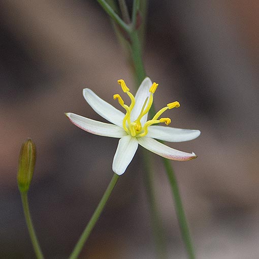 Tufted Lily, Thelionema caespitosum, Tasmania