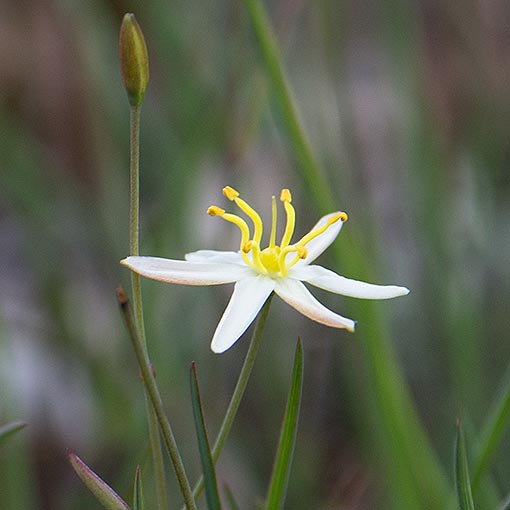 Tufted Lily, Thelionema caespitosum, Tasmania