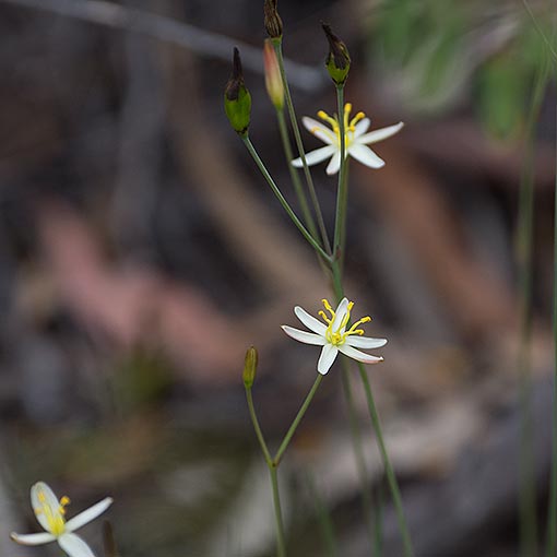Tufted Lily, Thelionema caespitosum, Tasmania