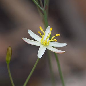 Thelionema caespitosum