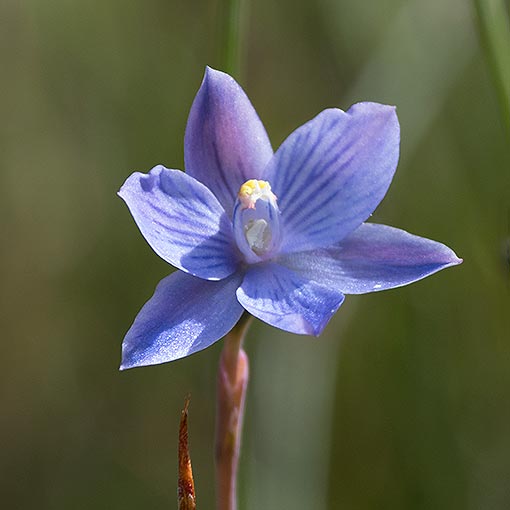 Thelymitra erosa,<br />
Striped Sun-orchid, Tasmania