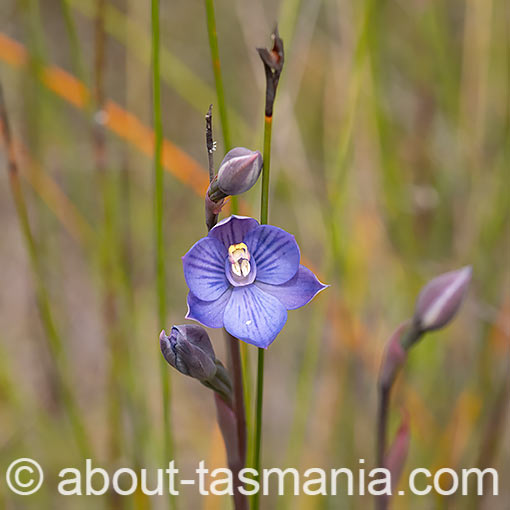 Thelymitra erosa,<br />
Striped Sun-orchid, Tasmania