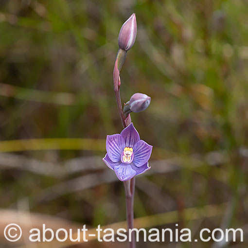 Thelymitra erosa,<br />
Striped Sun-orchid, Tasmania