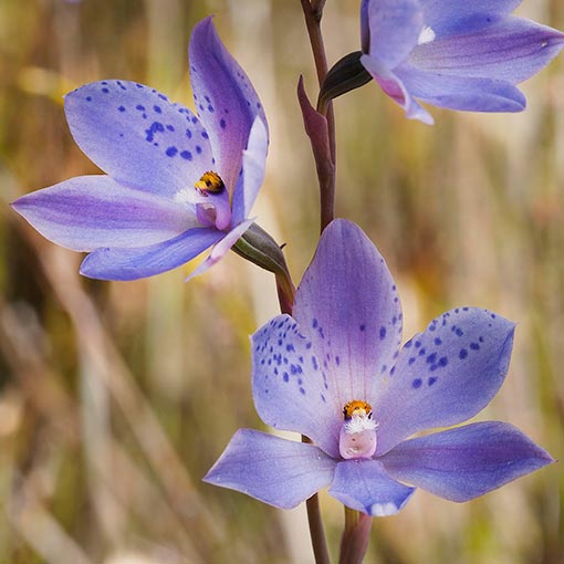 Thelymitra ixioides, Spotted Sun-orchid, Tasmania