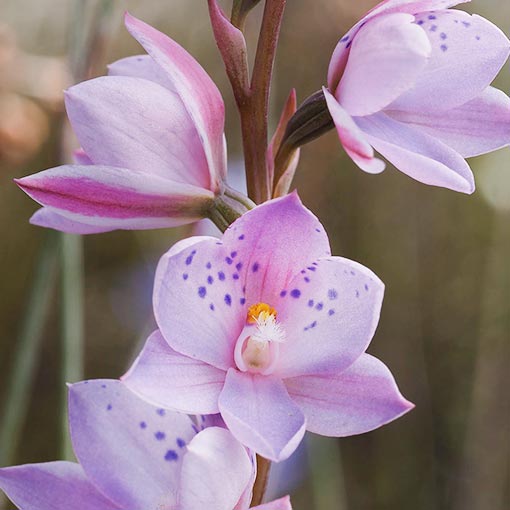 Thelymitra ixioides,<br />
Spotted Sun-orchid, Tasmania