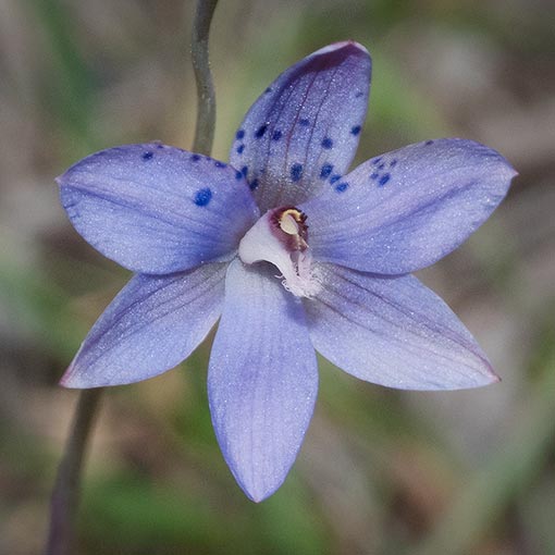 Thelymitra sparsa, Wispy Sun Orchid, Tasmania