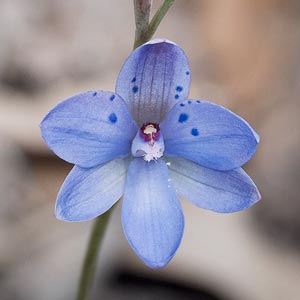 Thelymitra sparsa