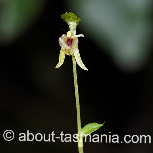 Townsonia viridis, beech orchid, Tasmania