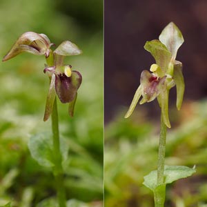 Townsonia viridis