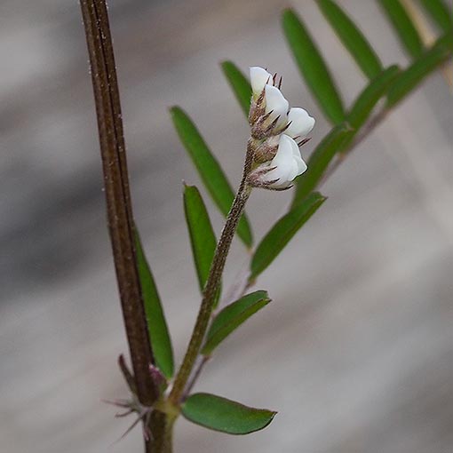 Vicia hirsuta, hairy vetch, Tasmania