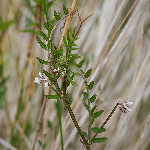 Vicia hirsuta, hairy vetch, Tasmania
