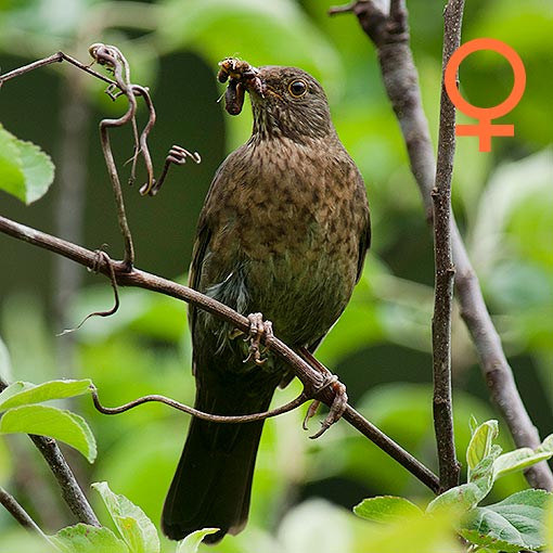 Turdus merula, blackbird, Tasmania