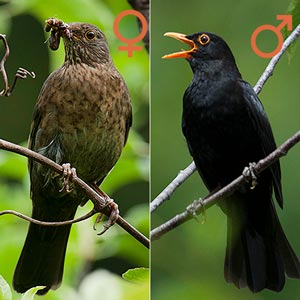 Common Blackbird