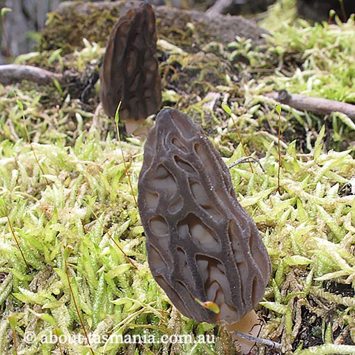 Morchella australiana, Tasmania, fungi