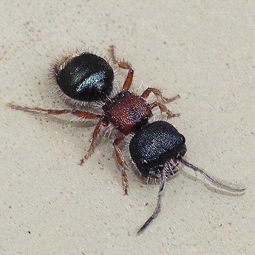 Ephutomorpha blanda, velvet ant, Mutillidae, Tasmania 
