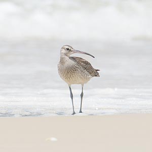 Whimbrel