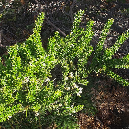 Acacia-verticillata-ruscifolia3 Acacia verticillata ssp. ruscifolia, broadleaf prickly moses, Tasmania