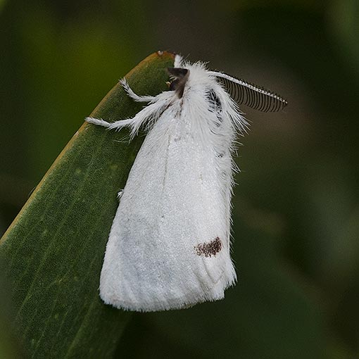 Omnivorous Tussock Moth, Acyphas semiochrea, Tasmania