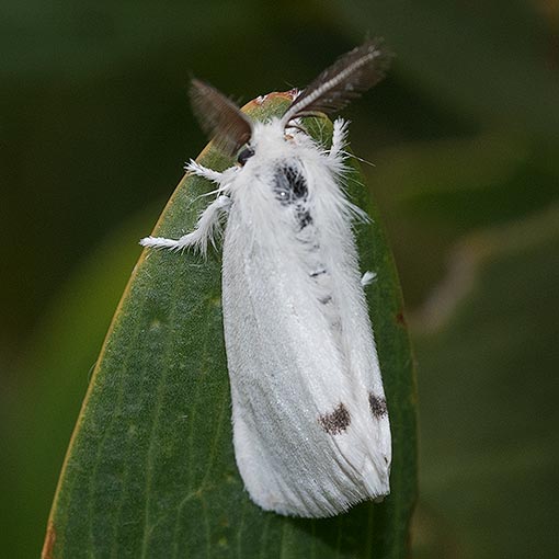Omnivorous Tussock Moth, Acyphas semiochrea