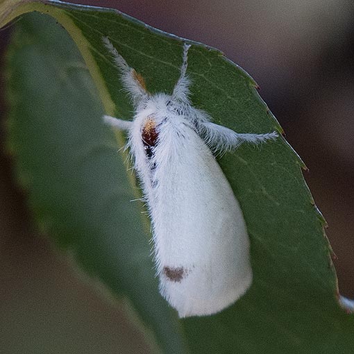 Omnivorous Tussock Moth, Acyphas semiochrea