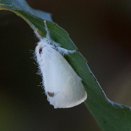 Omnivorous Tussock Moth, Acyphas semiochrea