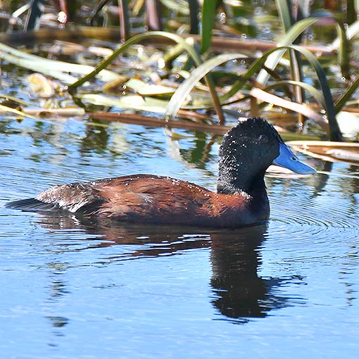 Blue-billed duck, Oxyura australis, Tasmania