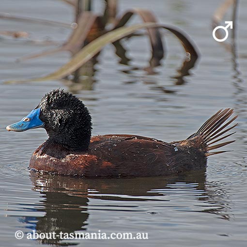 Blue-billed duck, Oxyura australis, Tasmania