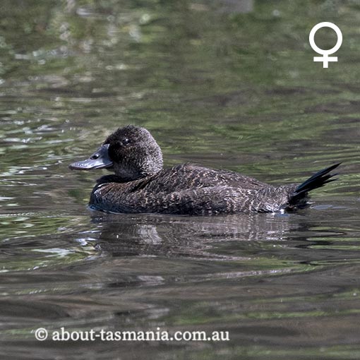 Blue-billed duck, Oxyura australis, Tasmania