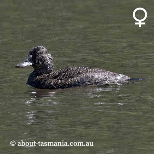 Blue-billed duck, Oxyura australis, Tasmania