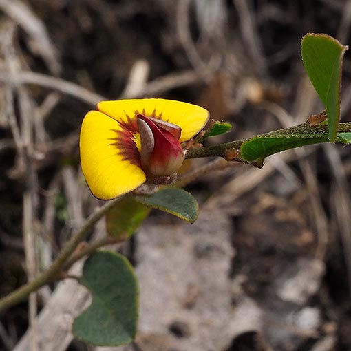Bossiaea prostrata, creeping bossia, Tasmania