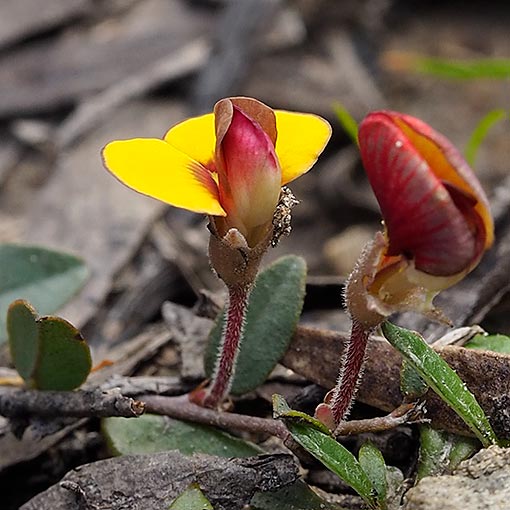 Bossiaea prostrata, creeping bossia, Tasmania