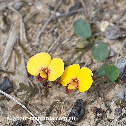Bossiaea prostrata, creeping bossia, Tasmania