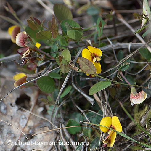 Bossiaea prostrata, creeping bossia, Tasmania