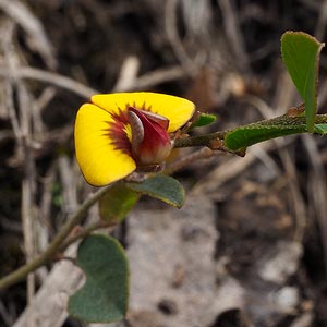 Bossiaea prostrata