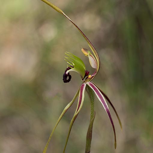 Caladenia dilatata,<br />
Green-comb Spider Orchid, Tasmania