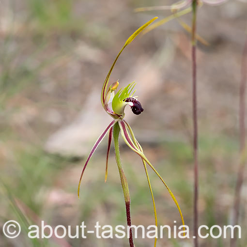 Caladenia dilatata,<br />
Green-comb Spider Orchid, Tasmania