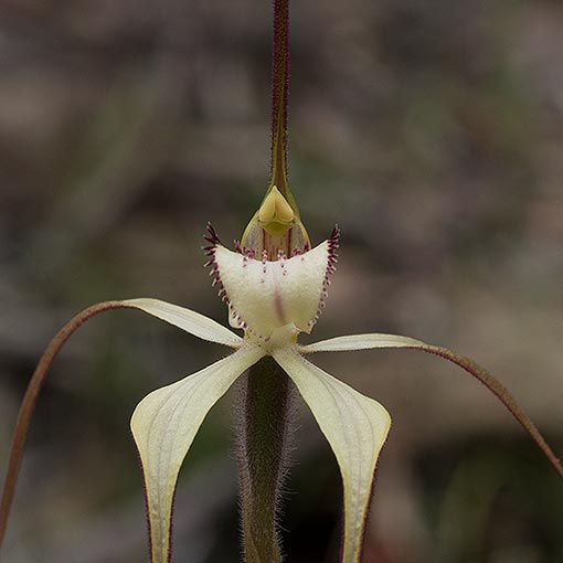 Caladenia helvina, Summer Spider Orchid, Tasmania