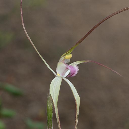 Caladenia helvina, Summer Spider Orchid, Tasmania