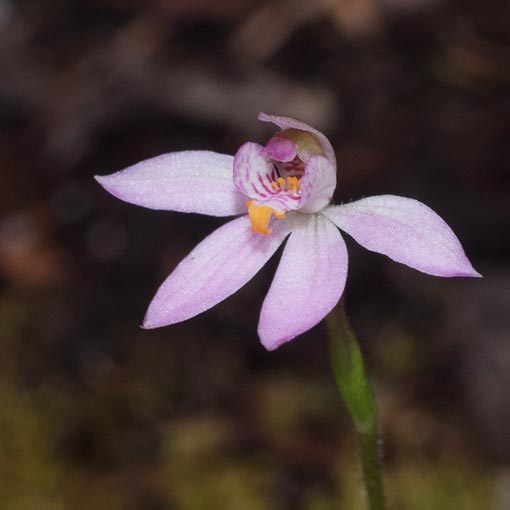 Caladenia alata, Fairy Caladenia, Tasmania
