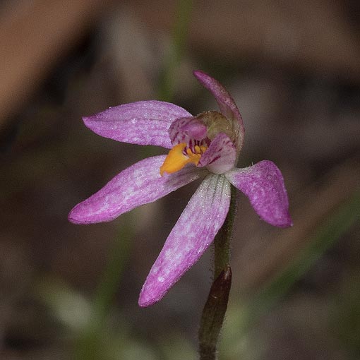 Caladenia alata, Fairy Caladenia, Tasmania