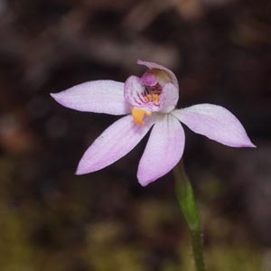 Caladenia alata